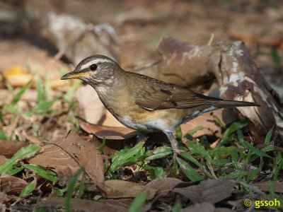 EYEBROWED THRUSH