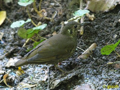SIBERIAN THRUSH