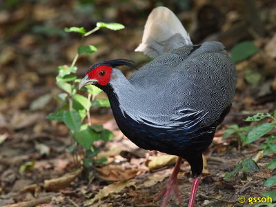 PHEASANT