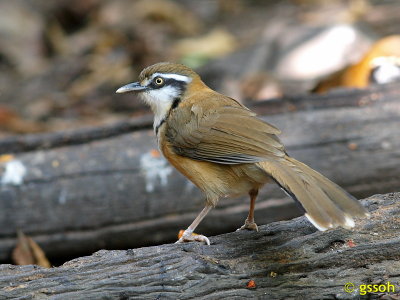 LESSER NECKLACED LAUGHINGTHRUSH