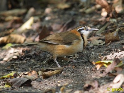 111219-KKC-1790a.jpg