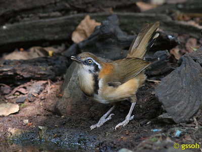 LESSER NECKLACED LAUGHINGTHRUSH