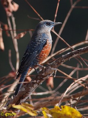 BLUE ROCK-THRUSH