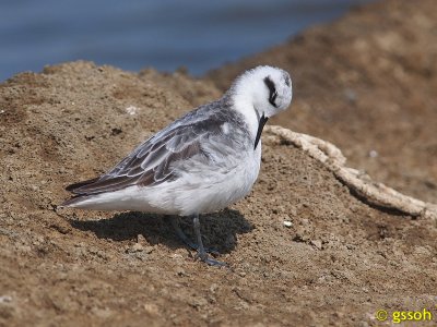 RED-NECKED PHALAROPE