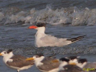 CASPIAN TERN