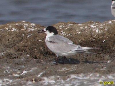 COMMON TERN