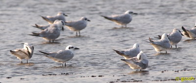 GULL-BILLED TERN