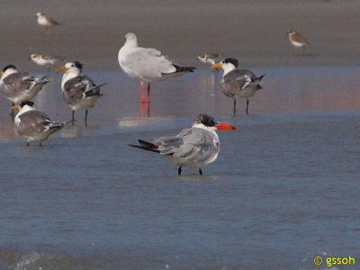 CASPIAN TERN