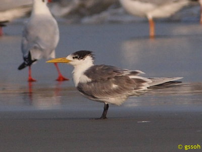 GREAT CRESTED TERN
