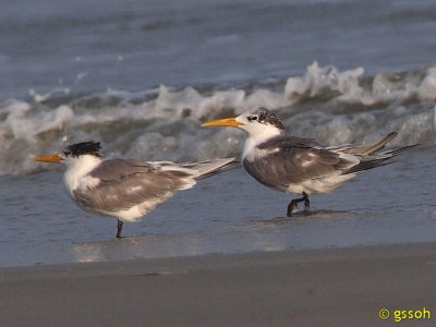111220-LPB-2378a.jpg
