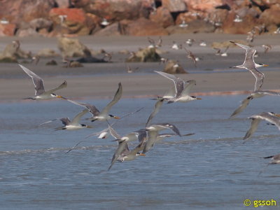 GREAT CRESTED TERN