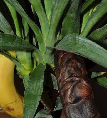 8 Turned banana