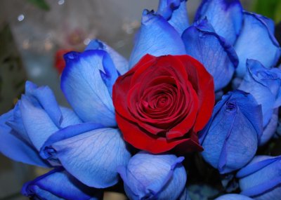 15 Red amongst the Blue