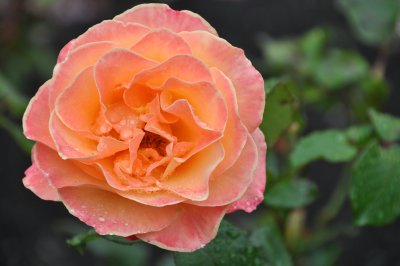 The Rose