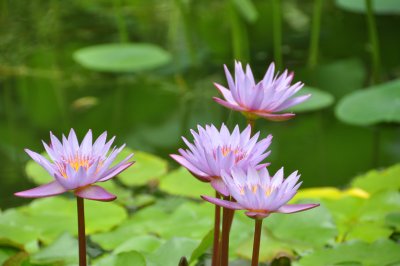 Water Lilies