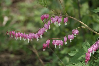 3 - Bleeding Hearts