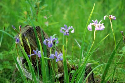 2 - Iris
