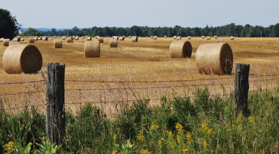 1 - Fields of Gold