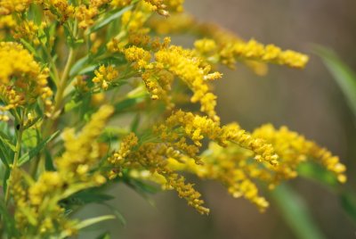 2 - Golden Rod