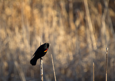 9 - red-winged black bird back in town