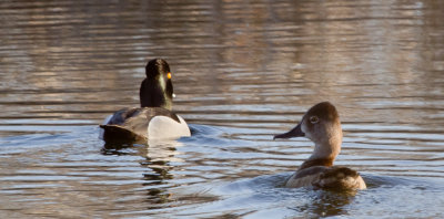 10 - ring-necked ducks