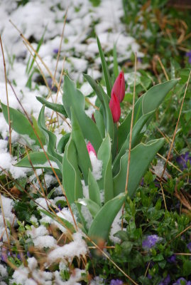 1 - Strange Weather in April