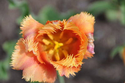 DSC_9231_resize.JPG
