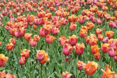 DSC_9235_resize.JPG