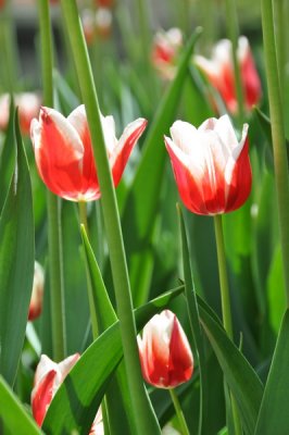 DSC_9243_resize.JPG