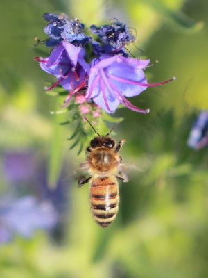 Bee