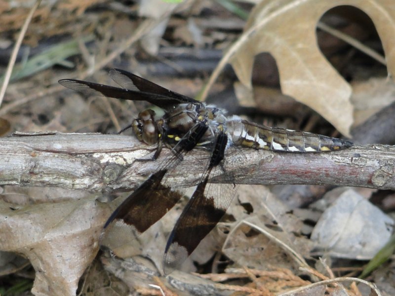 Plathemis lydia - Common Whitetail