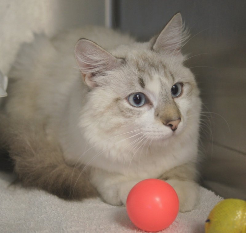 Snowball