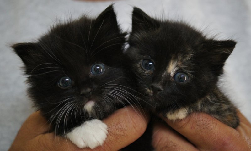 Kittens, Kittens, Kittens every where!