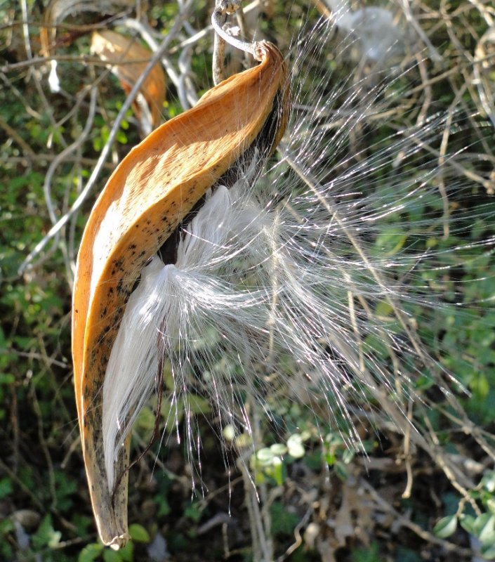 Milkweed