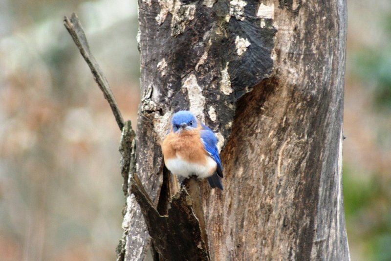 Blue Bird
