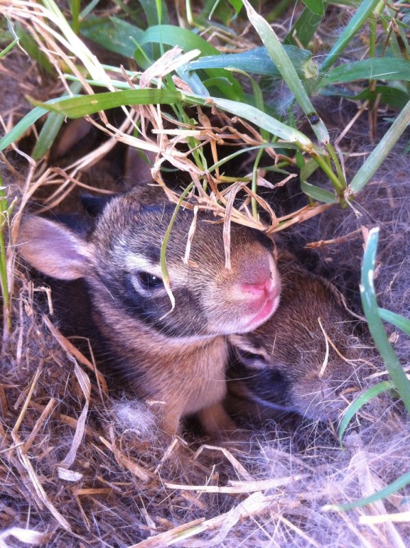 Baby bunnies