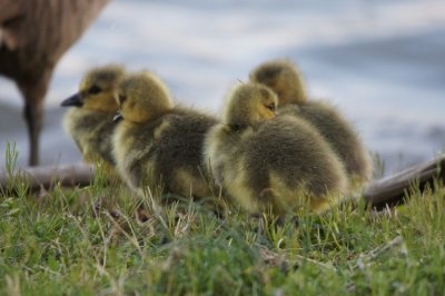 A gaggle of geese
