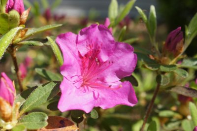 Azalea