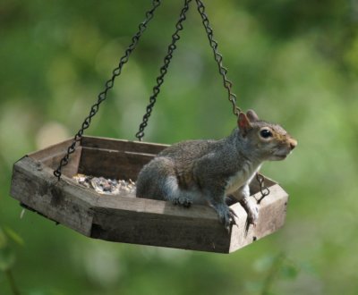 Just a swinging