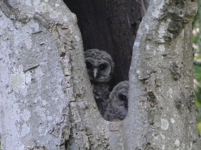 Baby Barred Owls
