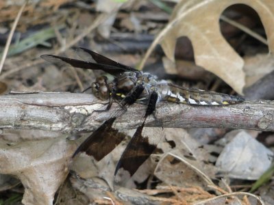 Plathemis lydia - Common Whitetail