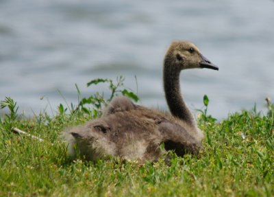 Canada Goose growing up