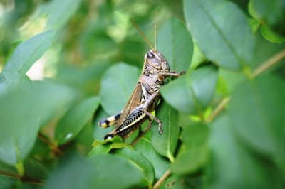 Grasshopper