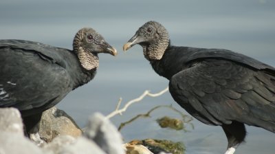 Black Vultures