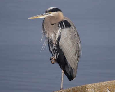 Great Heron