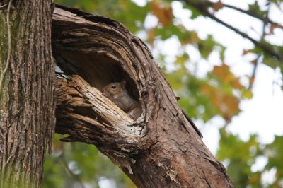 Squirrel - yes I see you!