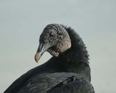 Black Vulture