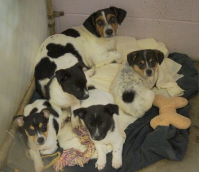 beagle puppies fixed.jpg