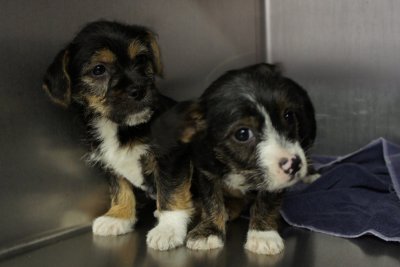 new puppies2.jpg