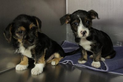 new puppies5.jpg